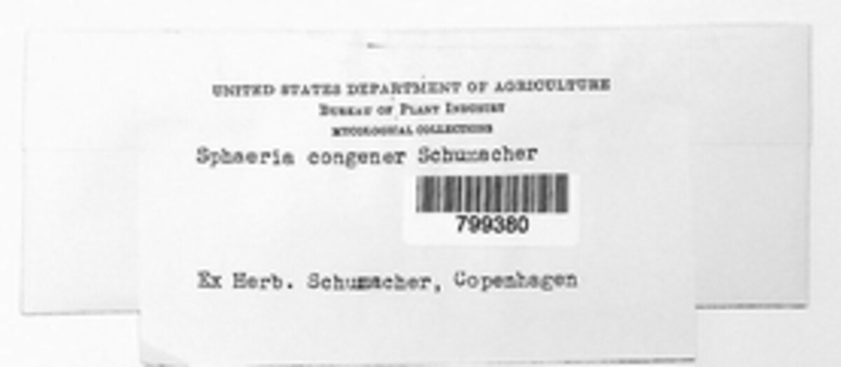 Sphaeria congener image